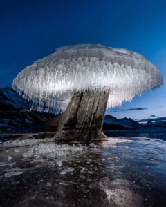 Nature’s Winter Wonders: An Ice Mushroom Discovery