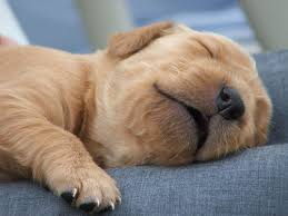 Napping, Business, and Aging Well: Reflections on Work, Books, and Friendship