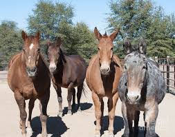 Rancho Santana Adventures: Early Rising, Personal Goals, and Book Club Connections