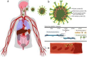 COVID Vaccine Controversy Part Three: Alleged mRNA Risks, Heart Conditions, and Government-Media Cover-Up Claims