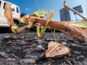 The Praying Mantis That Ate Its Own Kind