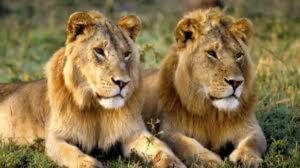 Surprising Facts About Lions & Scavengers 