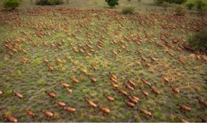 The Great Nile Migration: Six Million Antelope on the Move