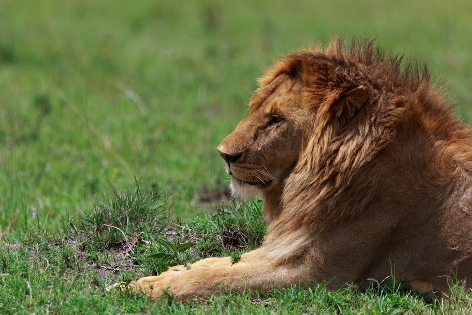 A Lion Whisperer, 9/11 History, and Why Cultures Clash