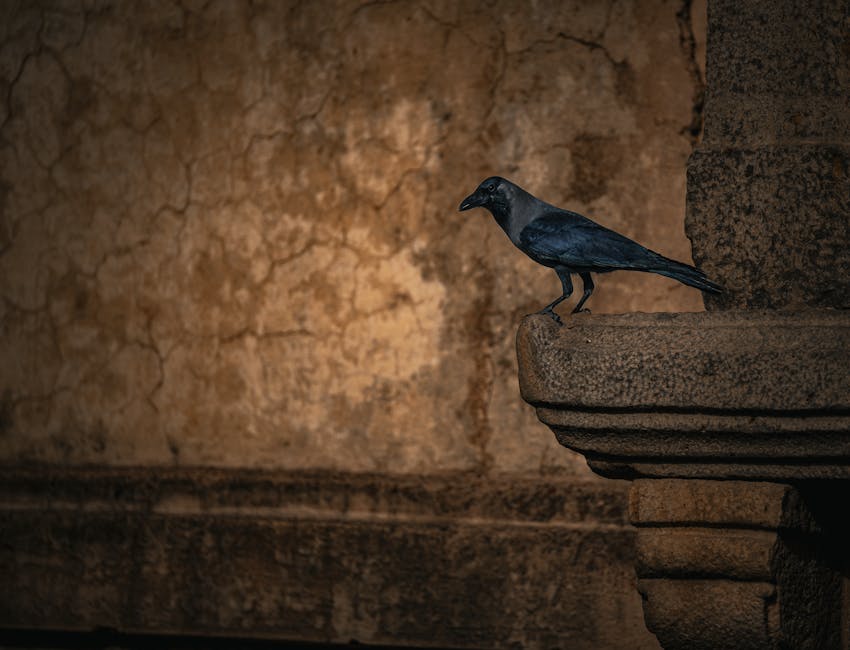 How Smart Are Crows? The Surprising Intelligence of Corvids